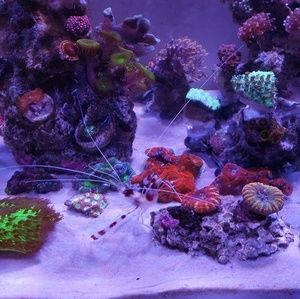 Meet your Posher, Annie